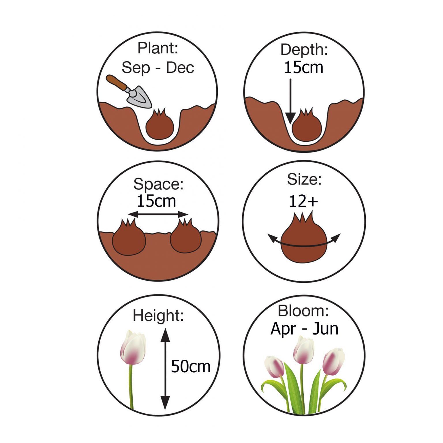Planting instructions graphic Demoucelle
